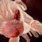 animals_inside_womb_6
