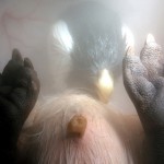 animals_inside_womb_7