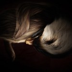 animals_inside_womb_8