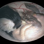animals_inside_womb_9