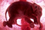 baby-elephant