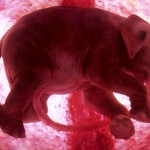 baby-elephant