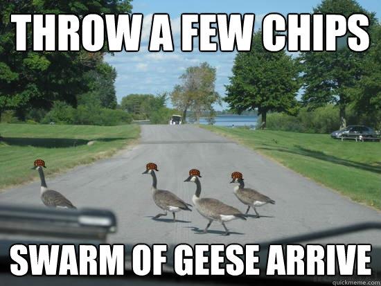 scumbag_geese_7