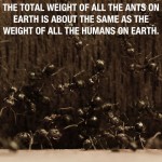 Ants