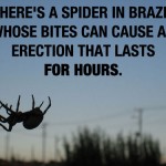Brazil-Spider