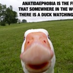 Duck-Watching-You