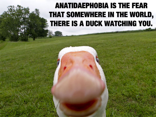 Duck-Watching-You