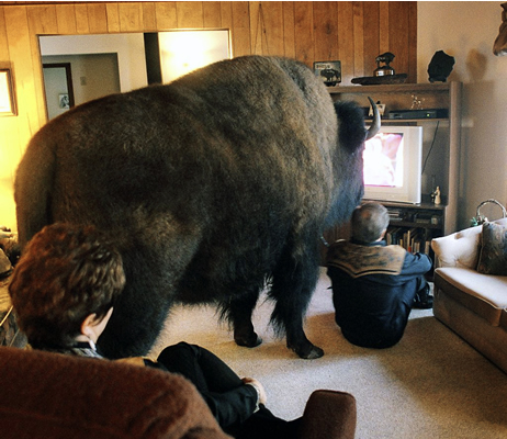 Funny Animals 00 Random Funny Pictures of Animals (20 Pics)