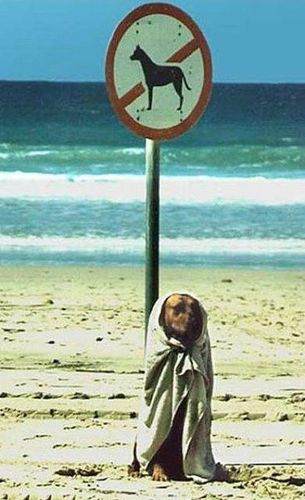 Funny Animals 02 Random Funny Pictures of Animals (20 Pics)