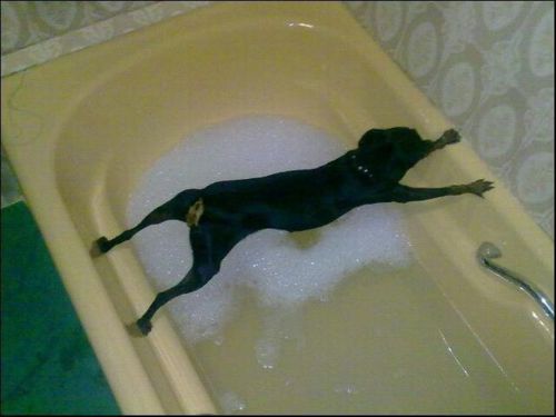 Funny Animals 03 Random Funny Pictures of Animals (20 Pics)