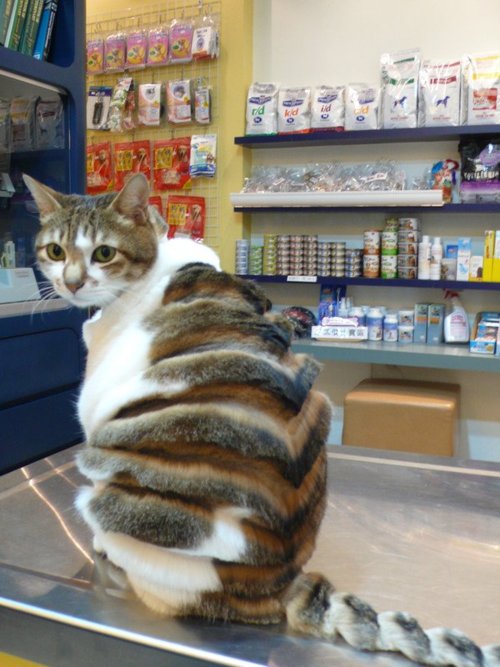 Funny Animals 05 Random Funny Pictures of Animals (20 Pics)
