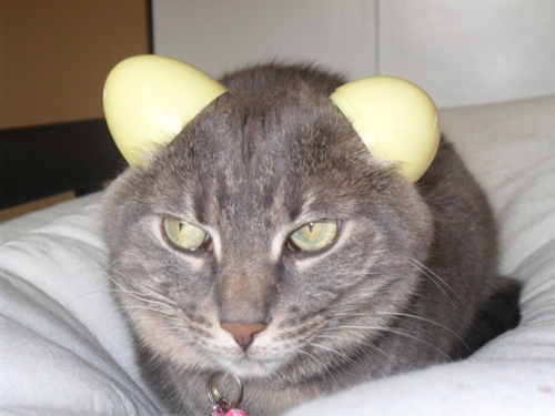 Funny Animals 06 Random Funny Pictures of Animals (20 Pics)