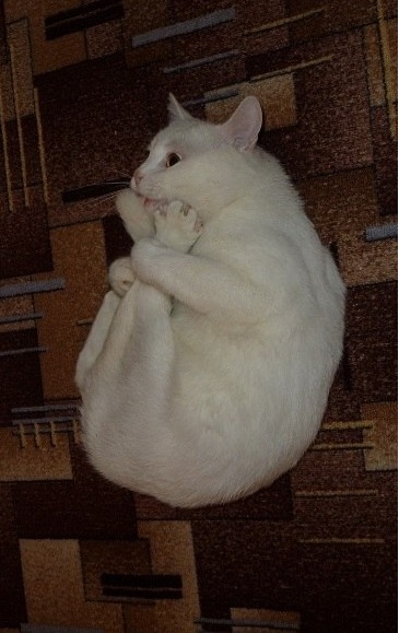 Funny Animals 07 Random Funny Pictures of Animals (20 Pics)
