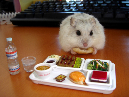 Funny Animals 08 Random Funny Pictures of Animals (20 Pics)