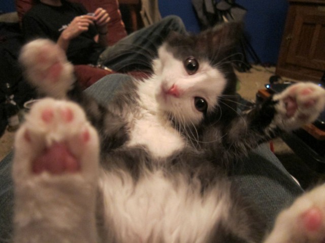Funny Animals 09 640x479 Random Funny Pictures of Animals (20 Pics)