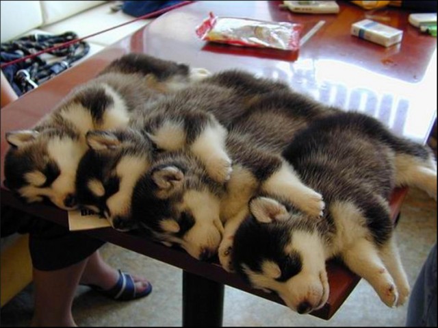 Funny Animals 10 640x479 Random Funny Pictures of Animals (20 Pics)
