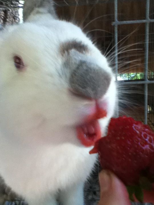 Funny Animals 11 Random Funny Pictures of Animals (20 Pics)