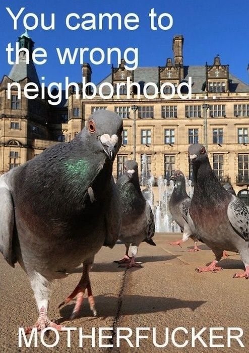 Funny Animals 12 Random Funny Pictures of Animals (20 Pics)