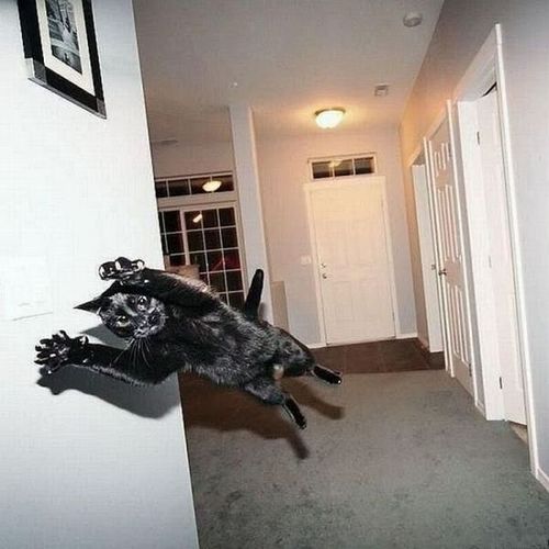 Funny Animals 14 Random Funny Pictures of Animals (20 Pics)