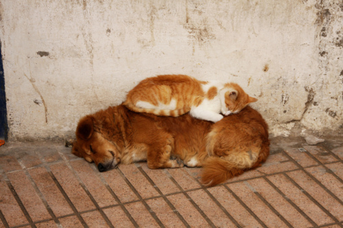 Funny Animals 16 Random Funny Pictures of Animals (20 Pics)