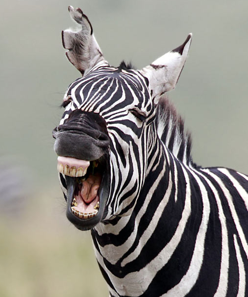 Funny Animals 17 Random Funny Pictures of Animals (20 Pics)
