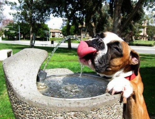 Funny Animals 19 Random Funny Pictures of Animals (20 Pics)