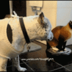 Funny Cat Gifs 00
