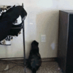 Funny Cat Gifs 01