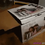 Funny Cat Gifs 02