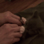 Funny Cat Gifs 03