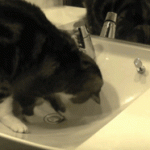 Funny Cat Gifs 04