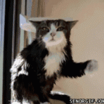 Funny Cat Gifs 05