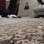 Funny Cat Gifs 06