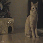 Funny Cat Gifs 07
