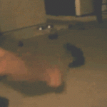 Funny Cat Gifs 08
