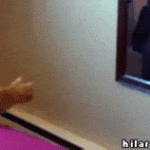Funny Cat Gifs 09