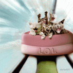 Funny Cat Gifs 10