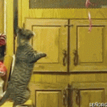 Funny Cat Gifs 11