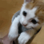Funny Cat Gifs 12