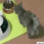 Funny Cat Gifs 14