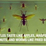 Insects-Taste