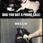 YES-THIS-IS-DOG