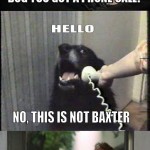 YES-THIS-IS-DOG-6