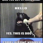 YES-THIS-IS-DOG-8