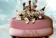 caturday-thumb