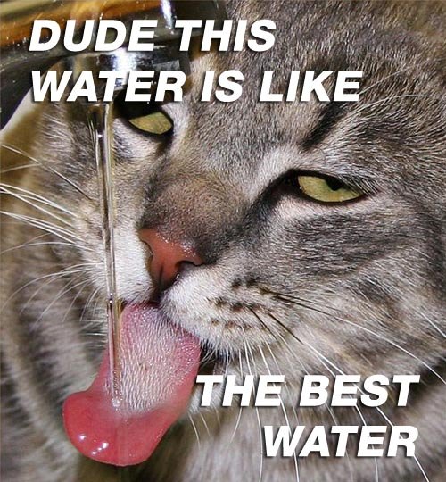 Funny Animals Are Even Funnier With These Captions (27 Pics)