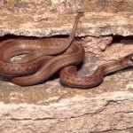 Australian Brown Snake