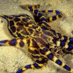 Blue Ring Octopus