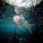 Box Jellyfish