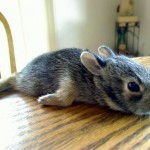 Bunny Planking